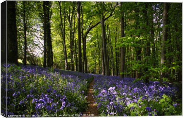 Blanket of Bluebells in the woods Canvas Print by Ann Biddlecombe
