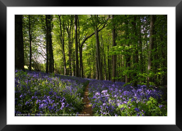 Blanket of Bluebells in the woods Framed Mounted Print by Ann Biddlecombe