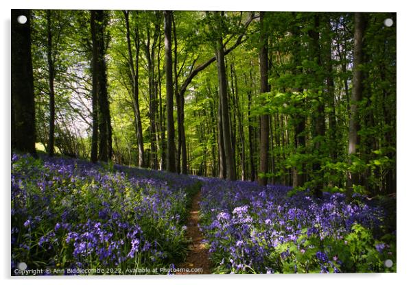 Blanket of Bluebells in the woods Acrylic by Ann Biddlecombe