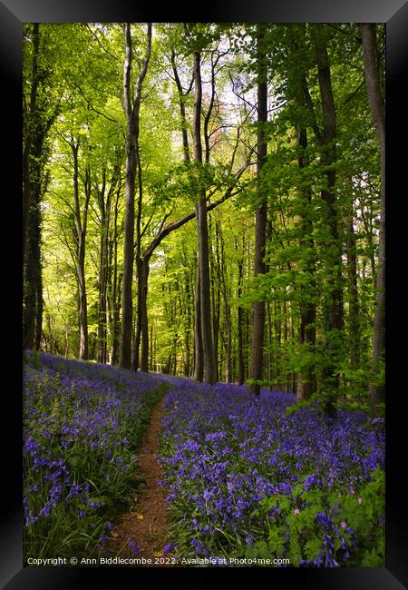 A walk in the bluebells Framed Print by Ann Biddlecombe