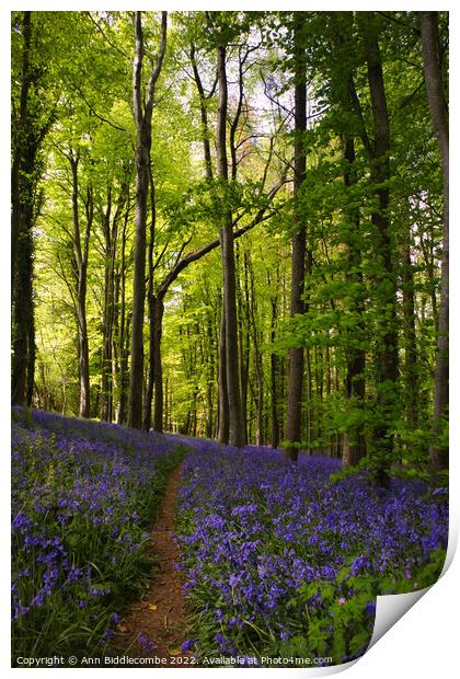 A walk in the bluebells Print by Ann Biddlecombe