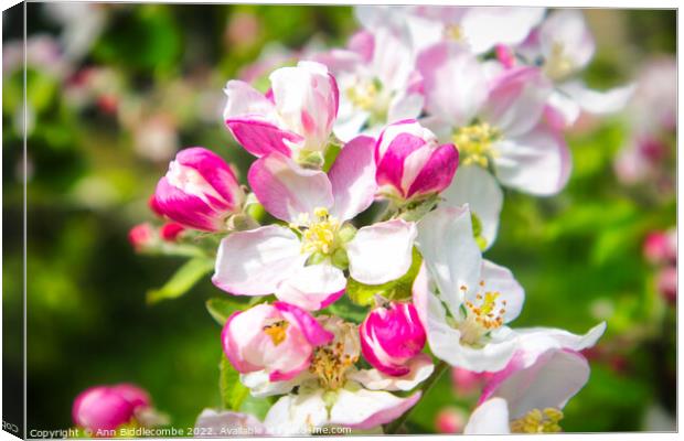 Apple Blossom  Canvas Print by Ann Biddlecombe
