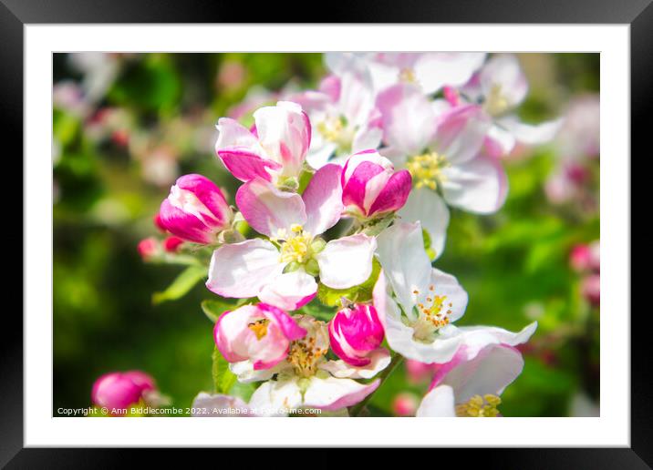 Apple Blossom  Framed Mounted Print by Ann Biddlecombe