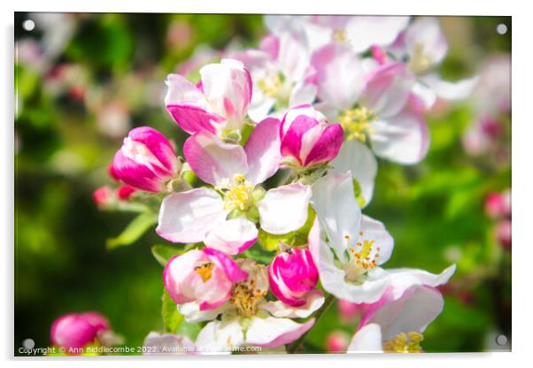 Apple Blossom  Acrylic by Ann Biddlecombe
