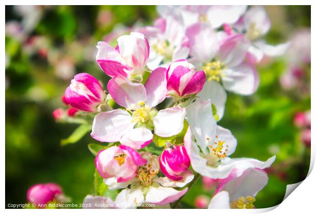 Apple Blossom  Print by Ann Biddlecombe