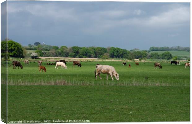 Cattle Grazing in Sussex. Canvas Print by Mark Ward