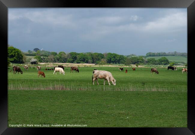 Cattle Grazing in Sussex. Framed Print by Mark Ward