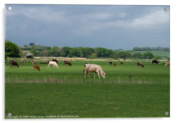 Cattle Grazing in Sussex. Acrylic by Mark Ward