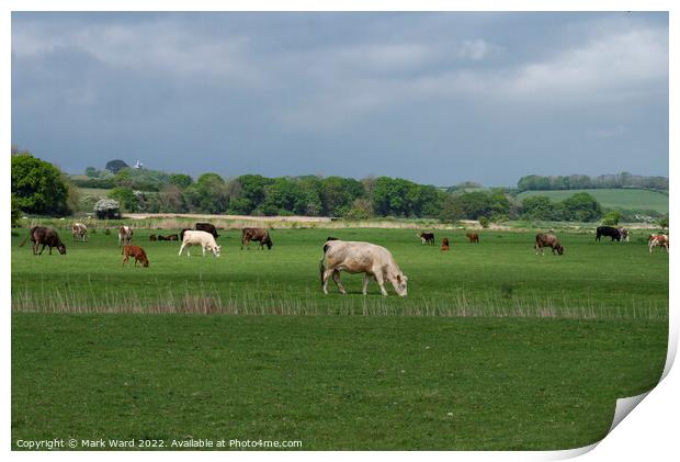 Cattle Grazing in Sussex. Print by Mark Ward