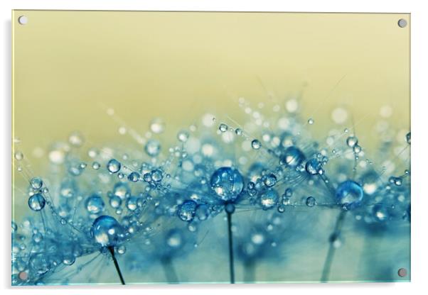 Dusk Blue Dandy Acrylic by Sharon Johnstone