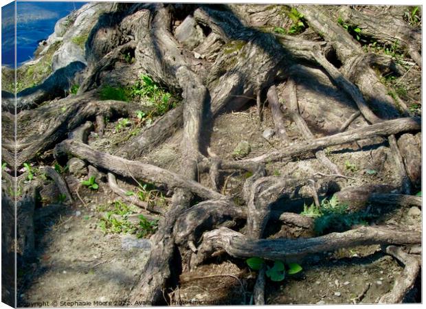 Tangled Tree Roots Canvas Print by Stephanie Moore