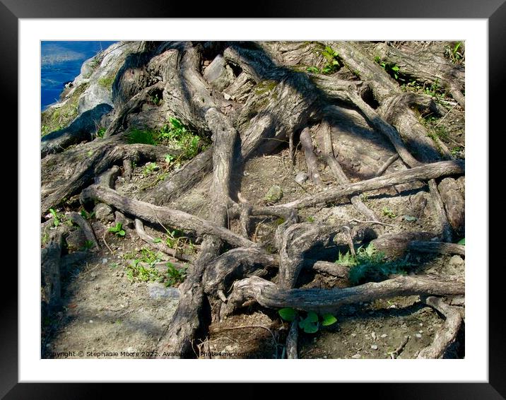 Tangled Tree Roots Framed Mounted Print by Stephanie Moore