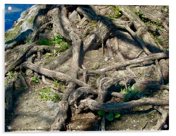 Tangled Tree Roots Acrylic by Stephanie Moore