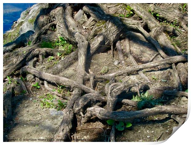 Tangled Tree Roots Print by Stephanie Moore