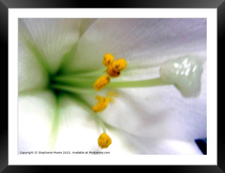 White Lily Framed Mounted Print by Stephanie Moore