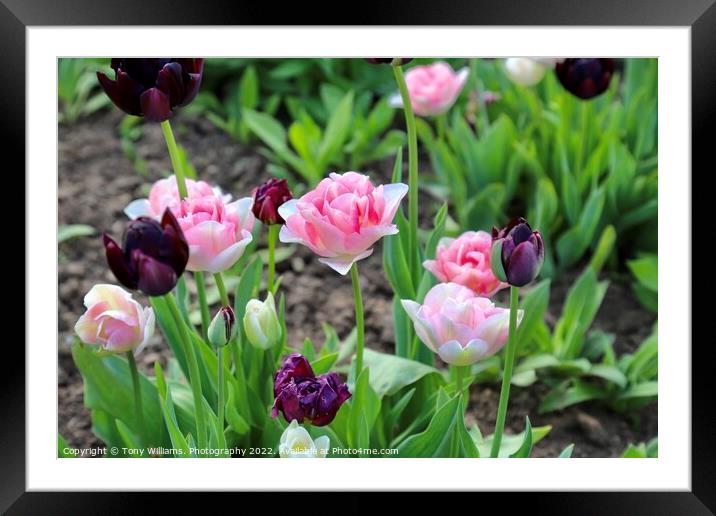 Plant flowerbeds  Framed Mounted Print by Tony Williams. Photography email tony-williams53@sky.com