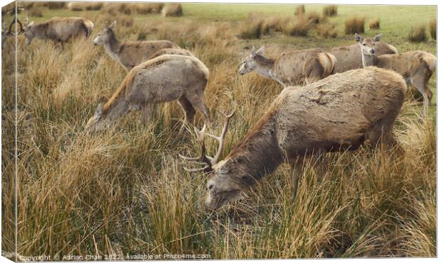Stags grazing Canvas Print by Adrian Chan