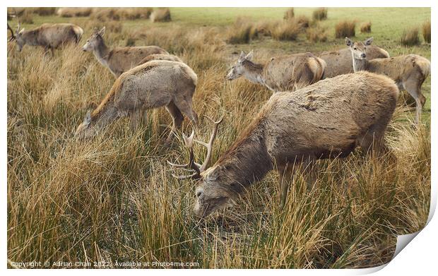 Stags grazing Print by Adrian Chan