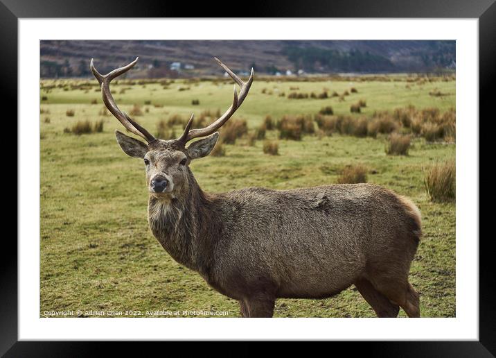 Stag gazing Framed Mounted Print by Adrian Chan