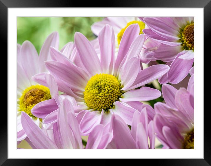 Pink Chrysanthemums. Framed Mounted Print by Colin Allen