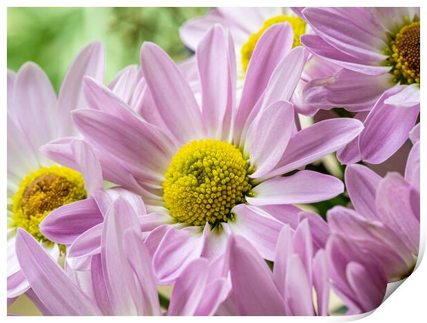 Pink Chrysanthemums. Print by Colin Allen