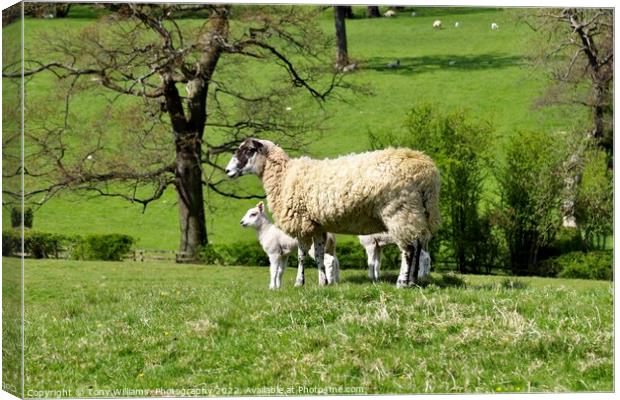 Mother and lamb Canvas Print by Tony Williams. Photography email tony-williams53@sky.com