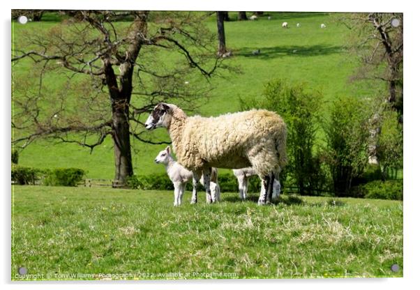 Mother and lamb Acrylic by Tony Williams. Photography email tony-williams53@sky.com