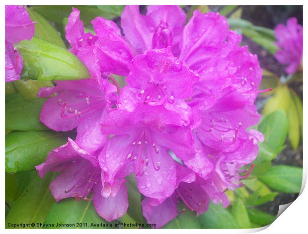 Purple Rain Print by Shayna Johnson