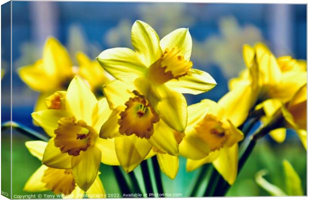 Daffodils  Canvas Print by Tony Williams. Photography email tony-williams53@sky.com