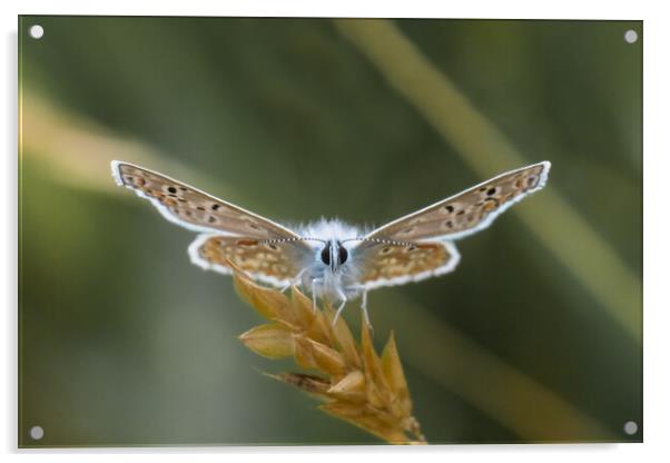 Common Blue Butterfly Acrylic by Mark Jones