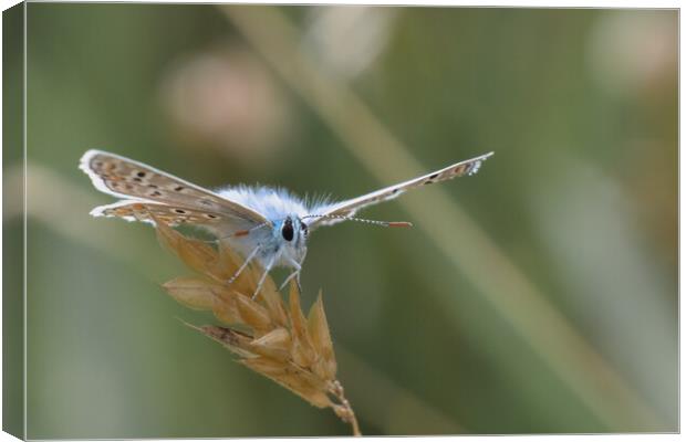 Common Blue Butterfly Canvas Print by Mark Jones
