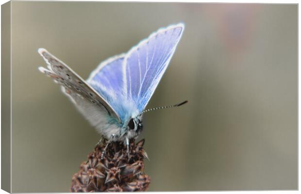 Common Blue Butterfly Canvas Print by Mark Jones