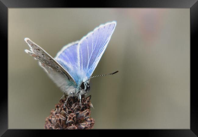 Common Blue Butterfly Framed Print by Mark Jones