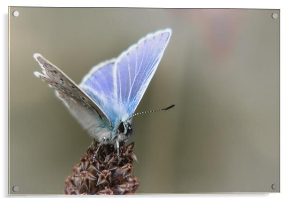 Common Blue Butterfly Acrylic by Mark Jones