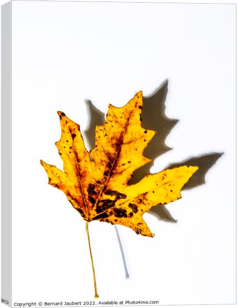 Autumnal leaf Canvas Print by Bernard Jaubert