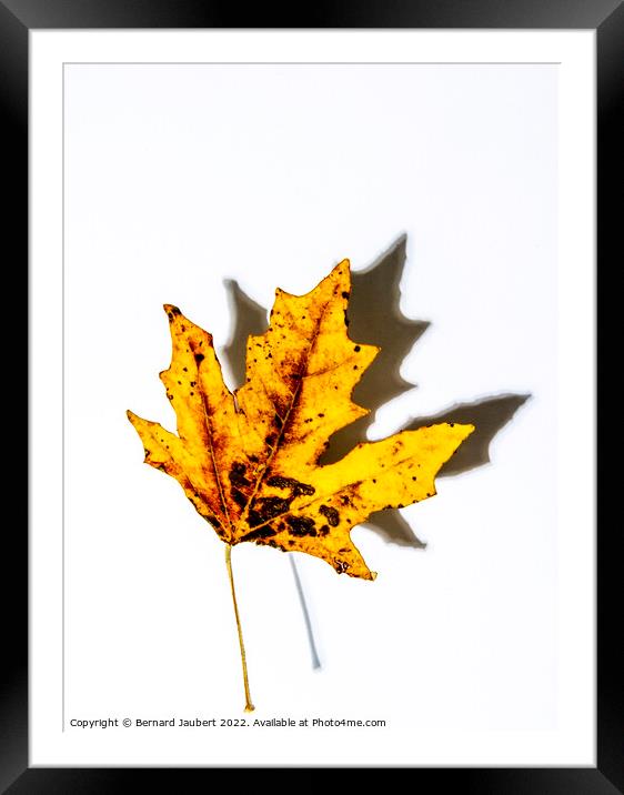 Autumnal leaf Framed Mounted Print by Bernard Jaubert
