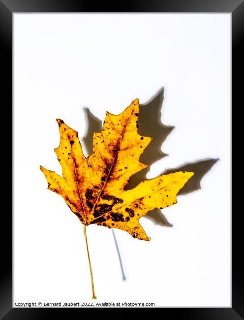 Autumnal leaf Framed Print by Bernard Jaubert