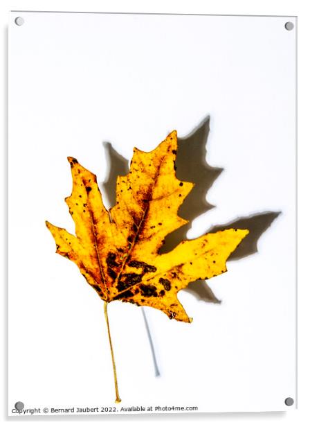 Autumnal leaf Acrylic by Bernard Jaubert