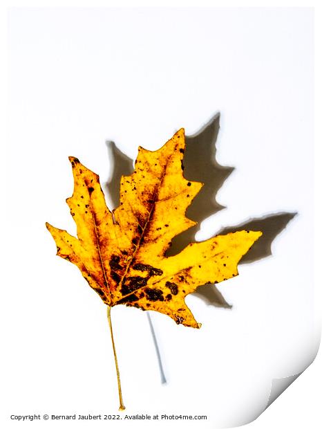 Autumnal leaf Print by Bernard Jaubert