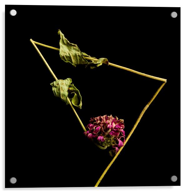 Zinnia flower Acrylic by Bernard Jaubert