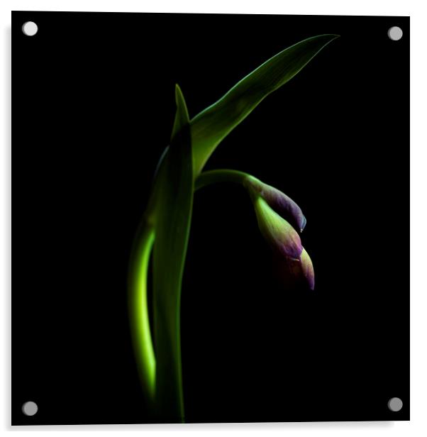 Purple iris Acrylic by Bernard Jaubert