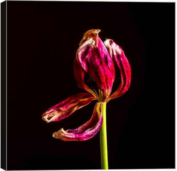 Wilted tulip Canvas Print by Bernard Jaubert