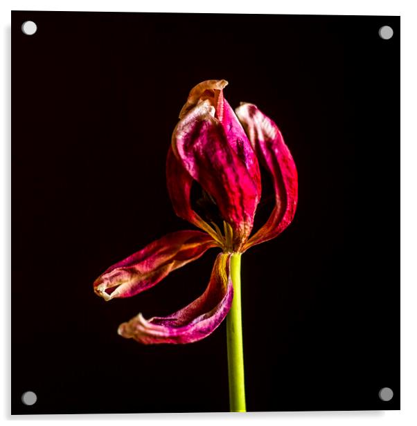 Wilted tulip Acrylic by Bernard Jaubert