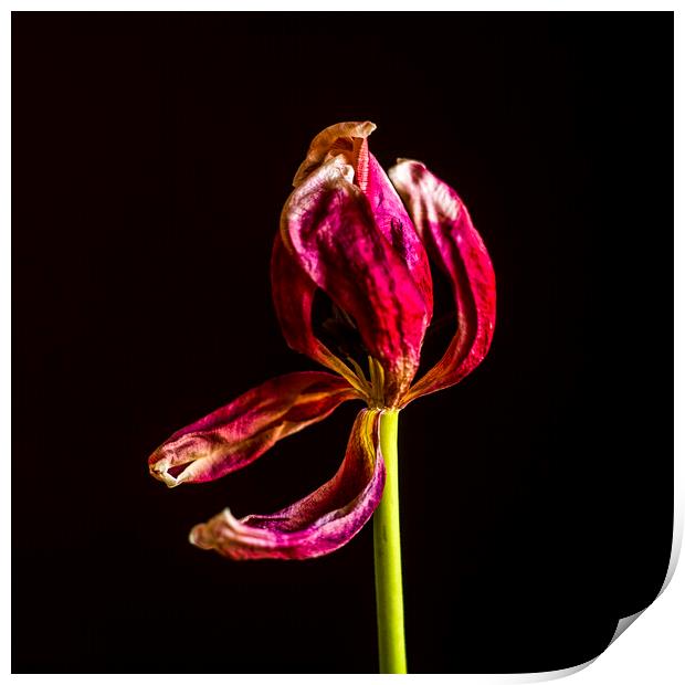 Wilted tulip Print by Bernard Jaubert