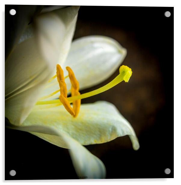 White lily flower Acrylic by Bernard Jaubert