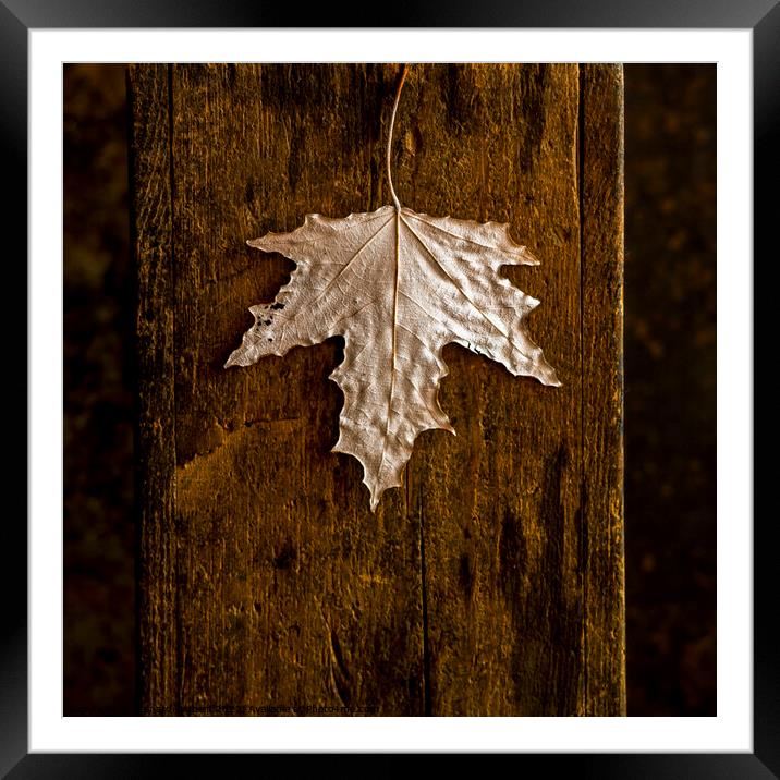 Dry autumn leaf Framed Mounted Print by Bernard Jaubert