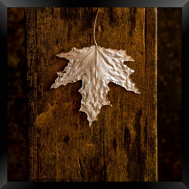 Dry autumn leaf Framed Print by Bernard Jaubert