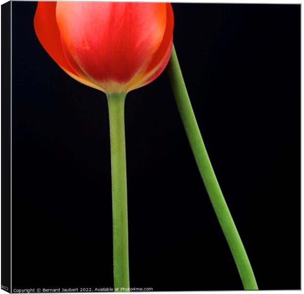 Red tulip Canvas Print by Bernard Jaubert