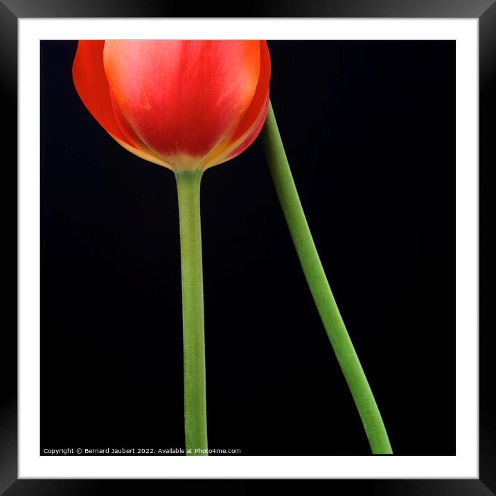Red tulip Framed Mounted Print by Bernard Jaubert