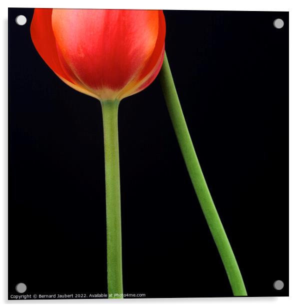 Red tulip Acrylic by Bernard Jaubert